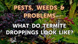 What do Termite Droppings Look Like?