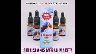 Cara Jitu Mengatasi Anis Merah Macet Bunyi  Jual Vitamin Anis Merah Wa 085225002066