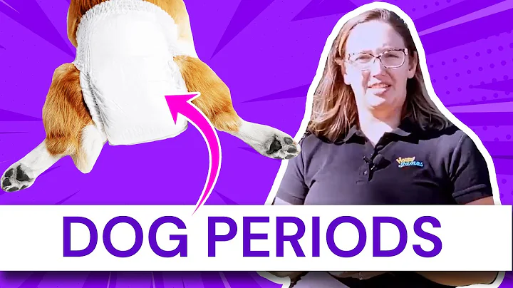 Dog Periods: When your dog is in heat and bleeding - DayDayNews