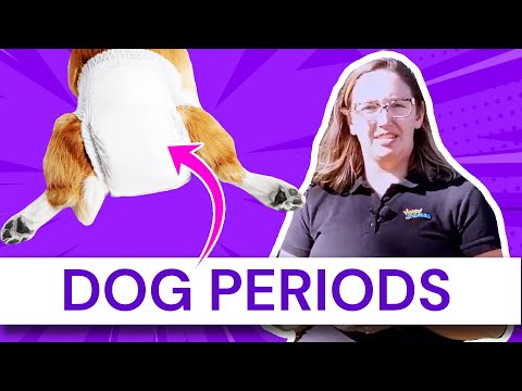 Video: Můžete zastavit psy z získání jejich období?