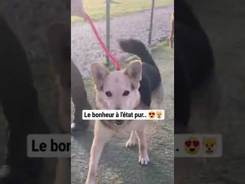Et toi, quel toutou as-tu ? - Et toi, quel toutou as-tu ?