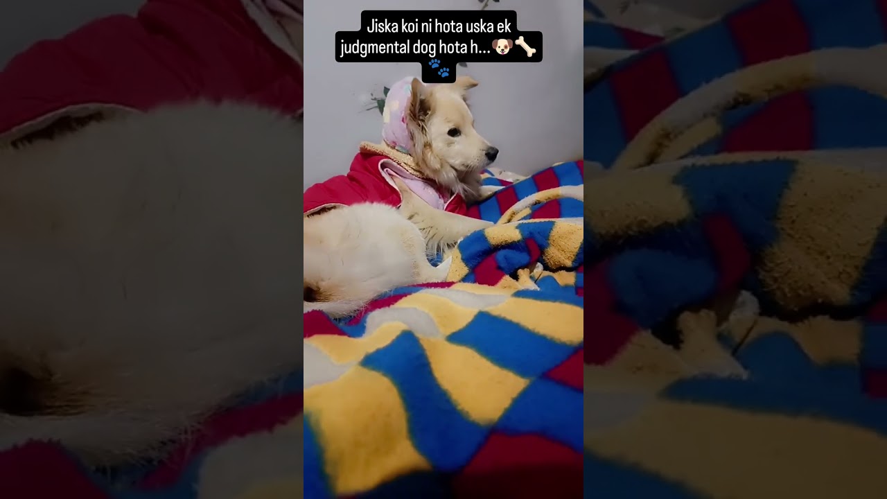 Killer look 🐶🐾 