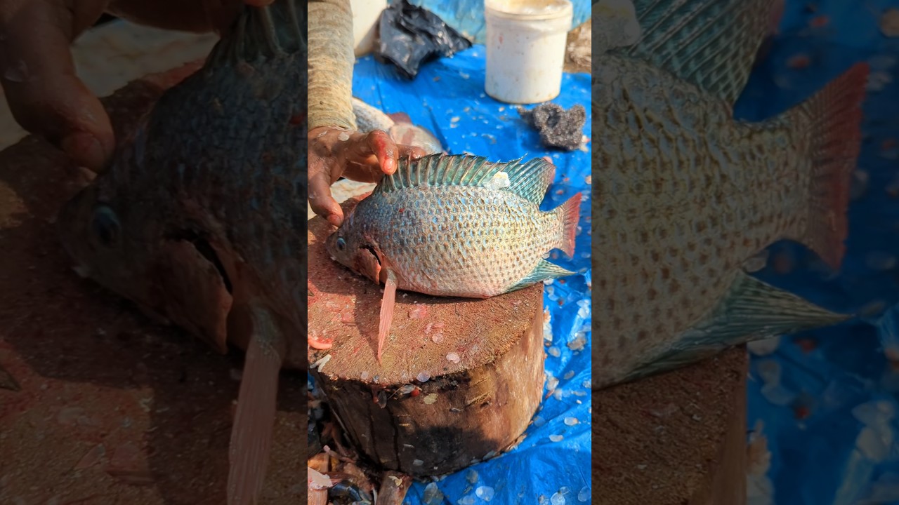 Popular Talapia Fish Cutting Skills by Expert Fish Cutter 🤭😱 || #shorts #fishcuttingexpert