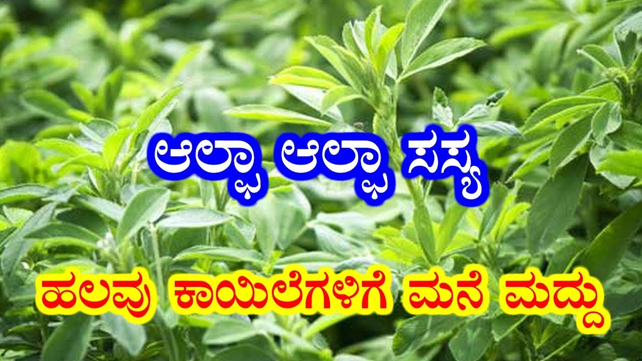 Benefits of ALFALFA plants, Best health tips Kannada Health Tips Be