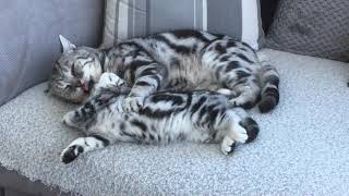 British Shorthair Silver Tabby Grandfather and Grandson share quality time together by Robocats 3,213 views 2 years ago 16 seconds