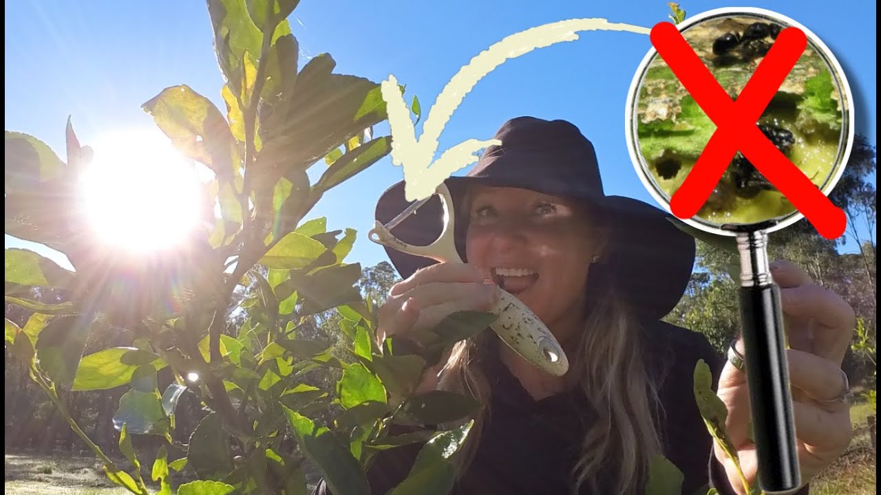 Citrus Gall Wasp: The Ultimate Natural  Management Guide