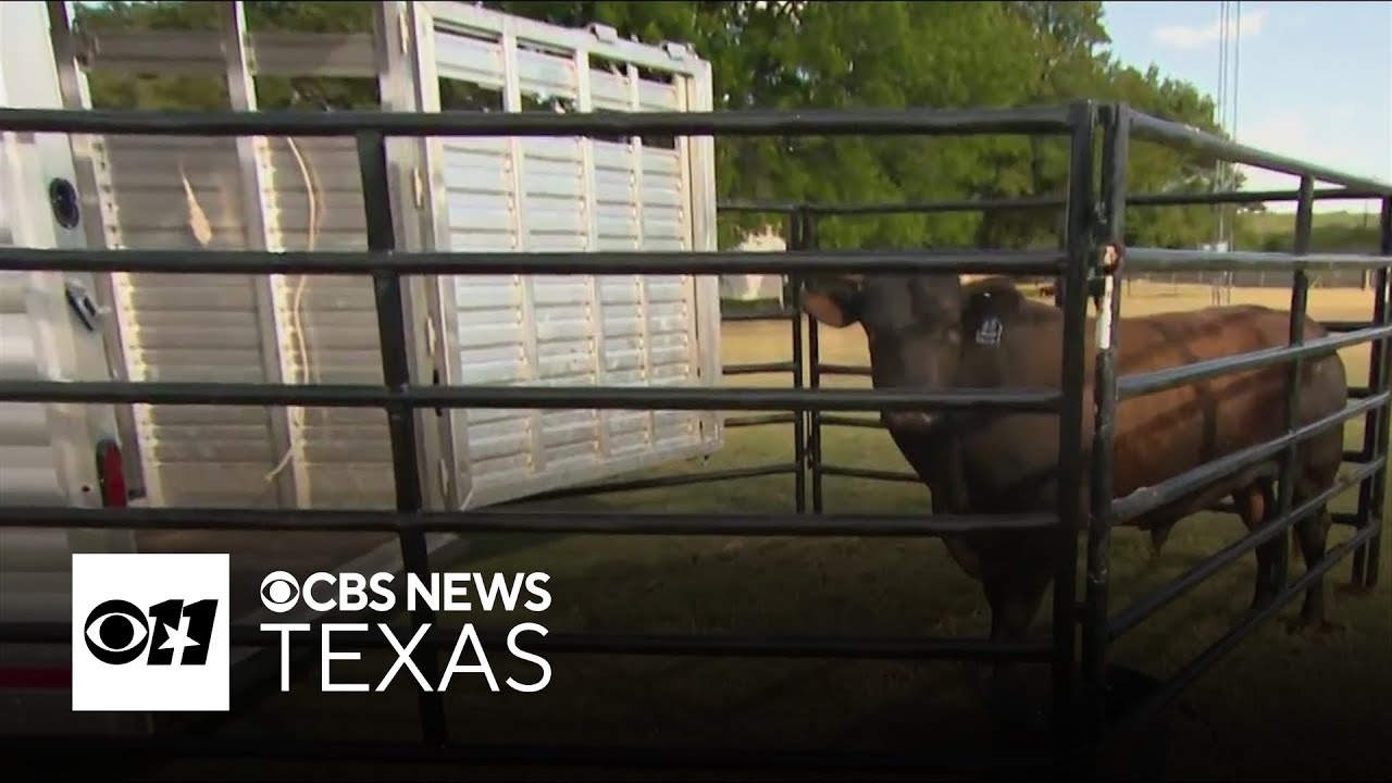 Texas Rattlers bring championship bull riding to Dickies Arena