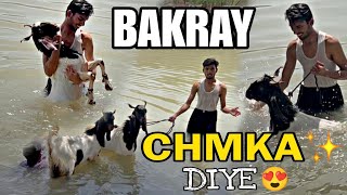 Bakray Ki VIP Service | Bakray Ki Clean Look After Full Wash!✨