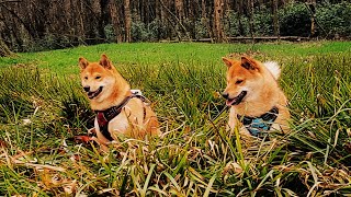 Shiba Inu jumping in the grass like foxes