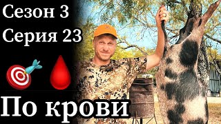 картинка: Охота с луком в Техасе. Сквозное попадание. Поиск по крови.