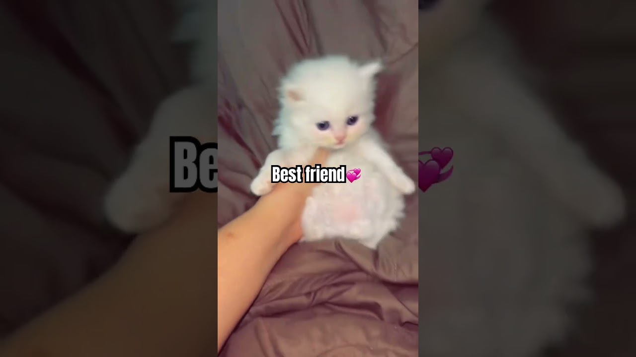 Feline Frenzy: Cat Lovers Unite!