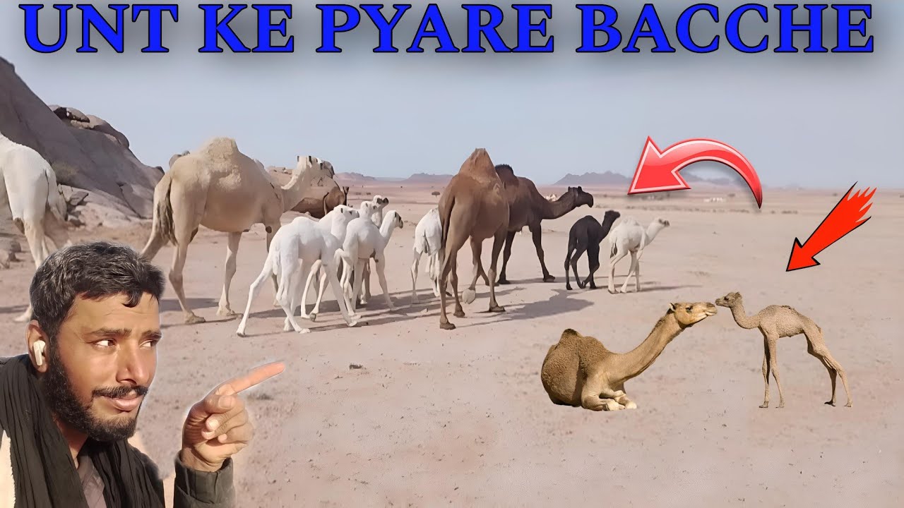 SAUDI ARAB MEIN UNT 🐪 KE 10 BACCHE EK BACCHA SABSE ALAG 🐪 SAUDI ARABIA VLOG PARDESI BHAI VLOG 