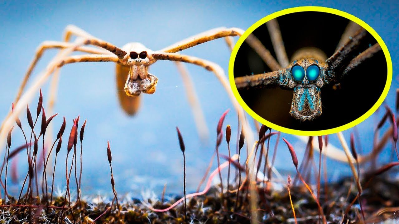 THE RAREST SPIDERS In The World - YouTube