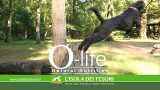 Olife 15 Isola Dei Tesori 12 2020