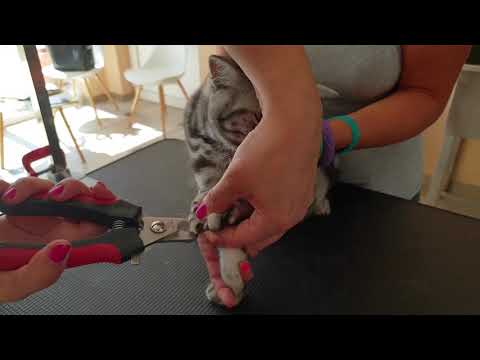 Video: Kako Izuriti Mačko Za Ostrenje Krempljev