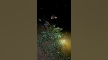 Cắm Câu Cá Trê Mồi Trùng #fishing #cuoccauca #mientay #caucathugian