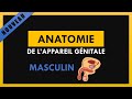 Anatomie De L'Appareil Génitale Masculin