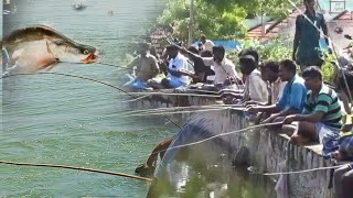 চিতল মাছ ধরার নতুন টেকনিক। live Brahmaputra river Fishing video.