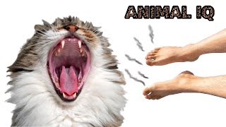 #Smells Your #Cat Hates! Funny Animals Reaction Video 9 by Pet Comedy 12 views 1 year ago 51 seconds