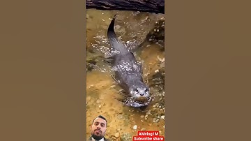 #سورة_الإخلاص #ikhlas #egzonibrahimi #nature #المصحف #animals #viralvideo #shortvideo