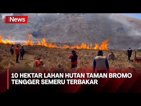 10 Hektar Lahan Hutan Taman Bromo Tengger Semeru Terbakar