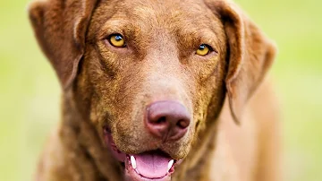 The Role of Chesapeake Bay Retrievers in Waterfowl Habitat Preservation