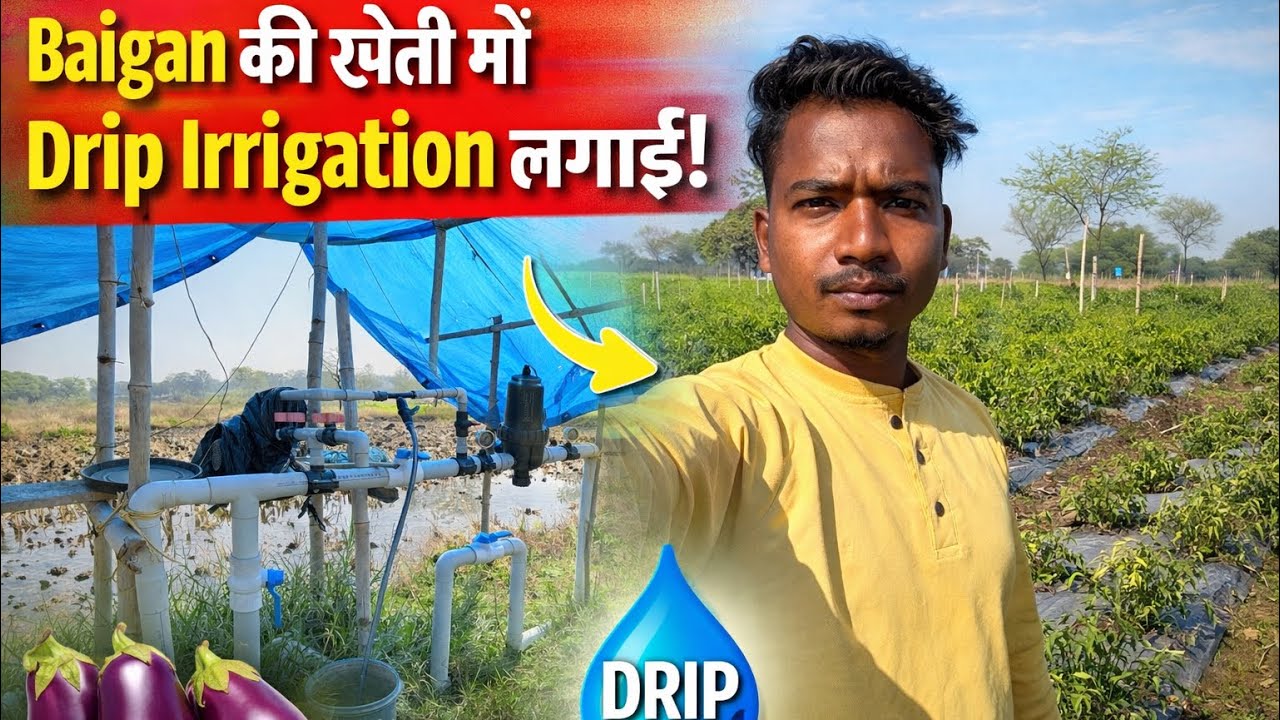 Baigan Ke Khet Mein Drip Irrigation | Farming Vlog | Drip Irrigation System | 