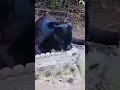 The River King 🐆 vs The Gator 🐊
