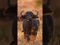 Ek Kolo Comedy Funny Cow Jokes Cartoon Comedyshorts Baffalo Comedyjokes Buffalocheck Ek Kolo Comedy Funny Cow Jokes Cartoon Comedyshorts Baffalo Comedyjokes Buffalocheck