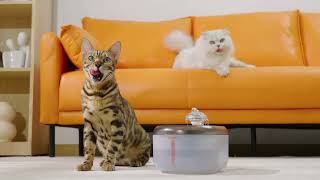Make Your Pets Fall In Love with Drinking Water | WOPET Cat Water Fountain (Model: W300)