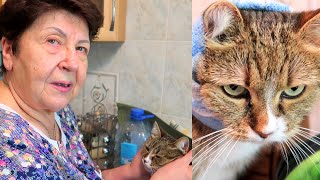 видео: Мама @Мамины рецепты рассказывает ОТКУДА ВЗЯЛАСЬ ЛИЗА и другие наши кошки?! КАК СЛОЖИЛАСЬ ИХ СУДЬБА? картинка: Мама @Мамины рецепты рассказывает ОТКУДА ВЗЯЛАСЬ ЛИЗА и другие наши кошки?! КАК СЛОЖИЛАСЬ ИХ СУДЬБА?