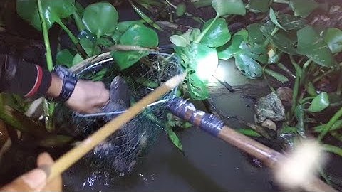 Trải nghiệm cắm câu của hai CHA CON |  Hương Quê Bạc Liêu |T38