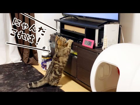 猫が喜ぶ映像を流したら猫がこうなりました笑 #314【生後1年と13日目 スコティッシュフォールド】