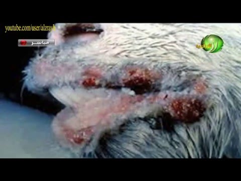 امراض الاغنام 8 مرض اللسان الأزرق والحمي القلاعية  