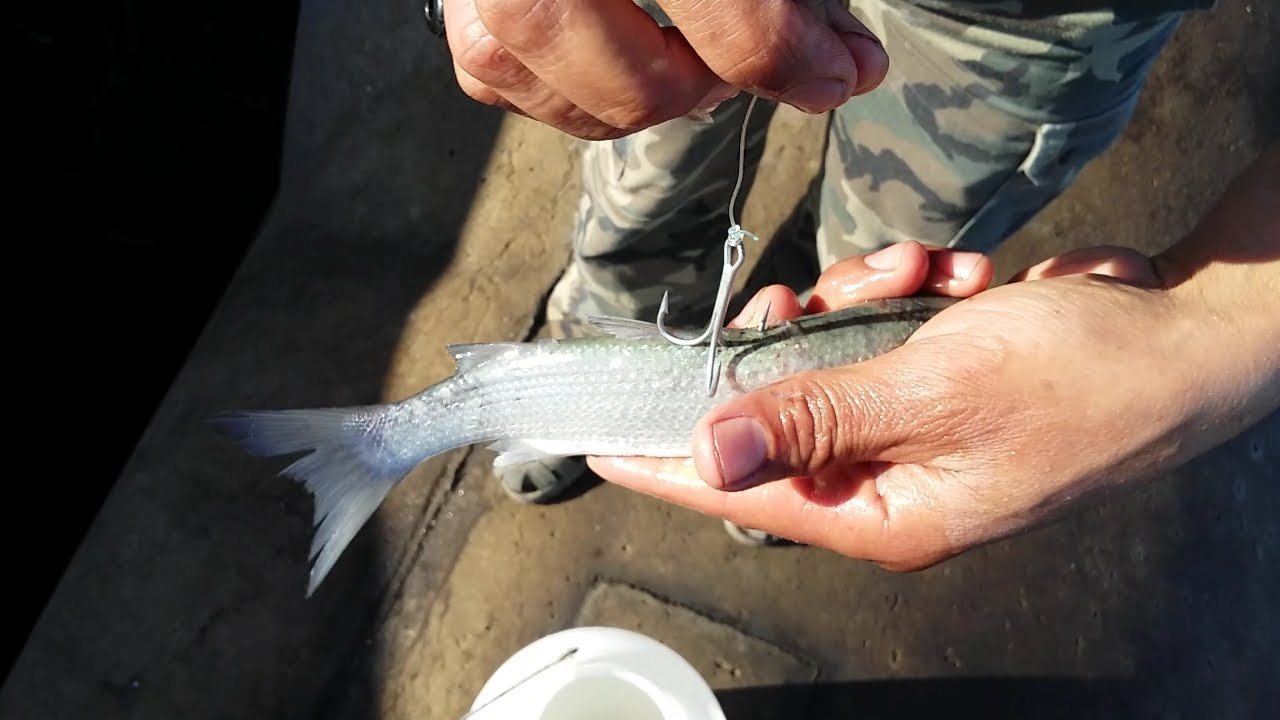 شرح كامل ومفصل للصيد بالطعم الحي .....الجزء الأول