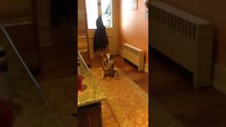 Dancing bulldog #tater bug