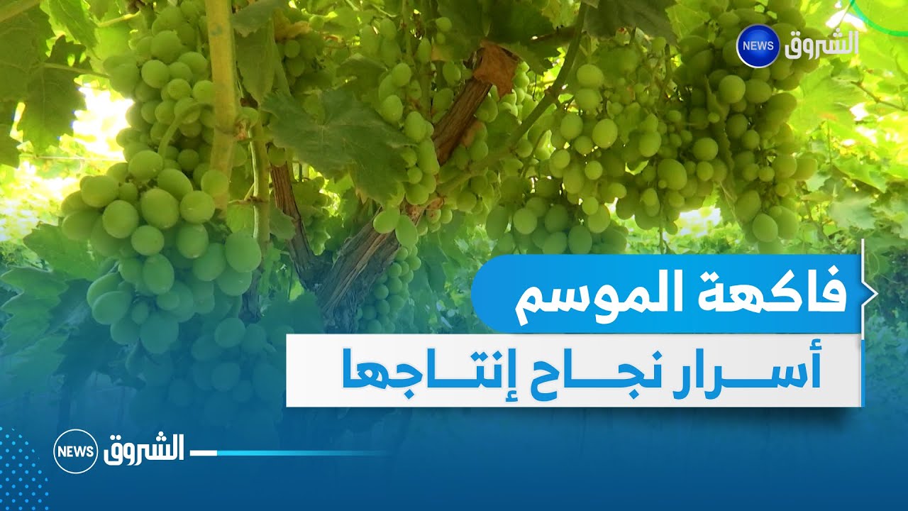 خيرات بلادي | دخول موسم العنب🍇🍇 بمختلف أنواعه،أسرار نجاح محصولك