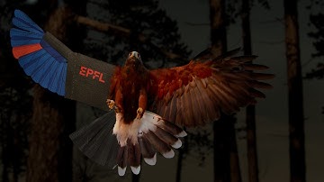 Agile perching maneuvers in birds and morphing-wing drones