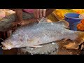 Incredible big bhetki fish cutting skills in fish market  fish cutting skills