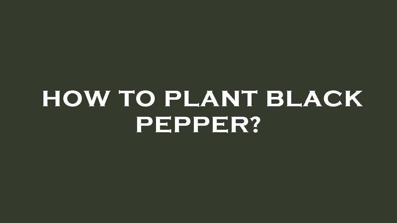 How to plant black pepper? - YouTube