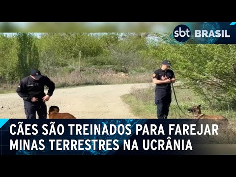 Video caes-sao-treinados-para-farejar-minas-terrestres-na-ucrania-sbt-brasil-11-05-24