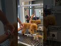 Очень красивое преображение мальтипу на груминге