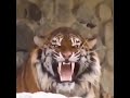 Aggressive Siberian Tiger World S Biggest Cat Aggressive Siberian Tiger World S Biggest Cat