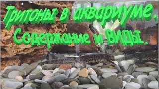 Тритоны. Содержание в аквариуме. Виды и совместимость.