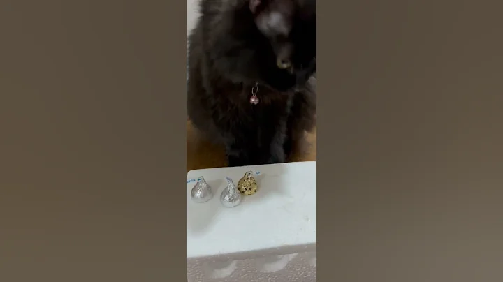 Watch the video about #persian #pinky #cat #petlover #shy #cute #chocolate #hersheychocolate #kisses #sweet