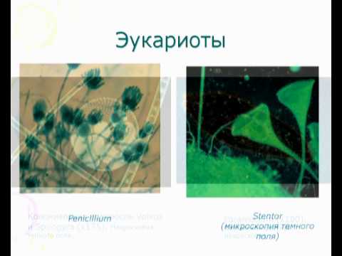 Основы микробиологии - онлайн-лекция БГТУ имени В. Г. Шухова