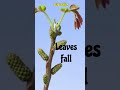 Caducous Leave #leafmorphology #leaf#Caducous#leaftype #neet2025 #biology#falling#bud#typeofleaves