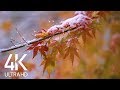 Snow on Fall Leaves - Relaxing Sounds of Snow Falling - 8 Hours 4K Video