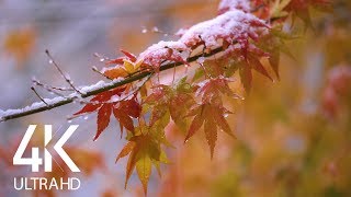 Snow on Fall Leaves - Relaxing Sounds of Snow Falling - 8 Hours 4K Video