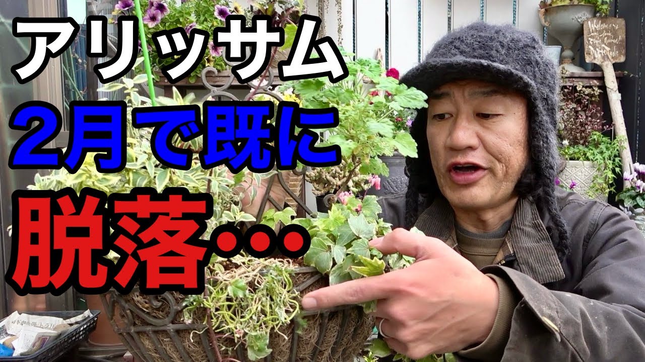 【こうなったらもう無理】寄せ植えのアリッサムが春を迎える前に逝ってしまいました。。。【園芸超人カーメン君】